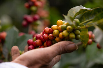 farmer's hands picking coffee