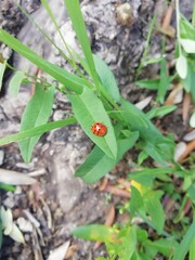 Coccinella