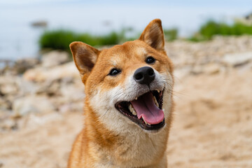 Happy red shiba inu dog. Red-haired Japanese dog smile portrait.