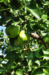 Ripe pears on a branch. Green pears on a background of tree leaves. Autumn.