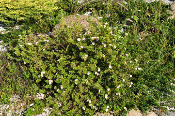 Landscaping. A bush with flowers creeping along the ground. Background, texture. design.