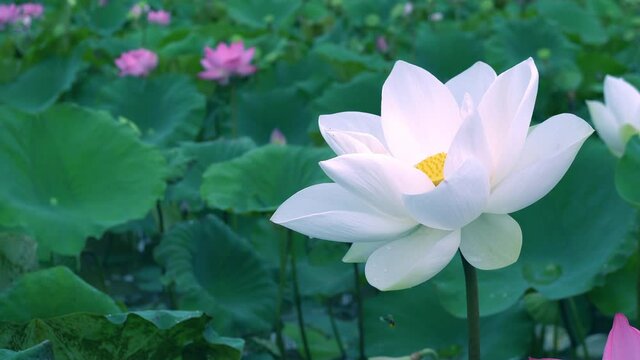 4K footage , white lotus flower  on green lotus leaf, lotus farm. 