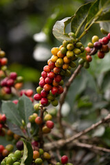 Colombian coffee plant for export