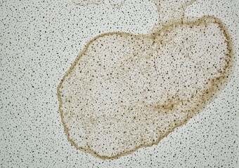 Dried water stain from a ceiling leak from a rain storm inside a commercial building.