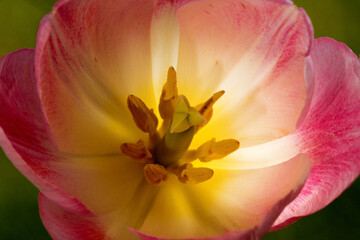 Obraz na płótnie Canvas flower closeup