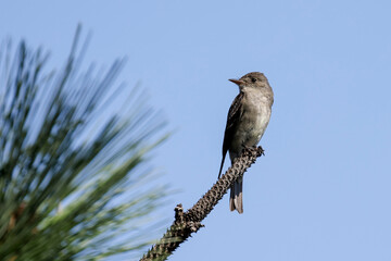 Wood pewee looks to the side on its perch.