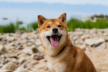 Happy red shiba inu dog. Red-haired Japanese dog smile portrait.