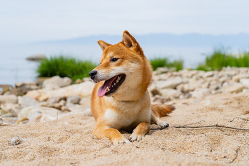 Happy red shiba inu dog plays on the sand. Red-haired Japanese dog smile portrait.