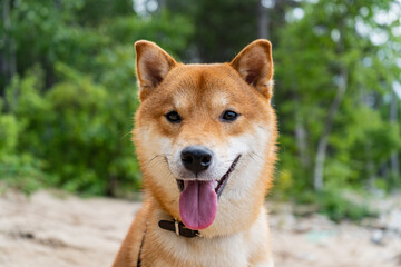 Happy red shiba inu dog. Red-haired Japanese dog smile portrait.