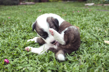 A 1 month old puppy licks and cleans herself while lying in the grass. Hygiene and grooming at an...