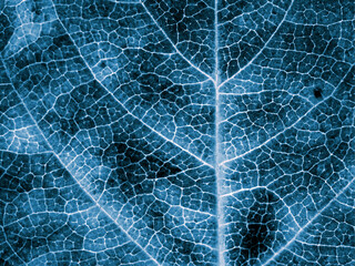 Tree leaf close up. Dark blue plant background or wallpaper. An abstract mosaic pattern similar to x-ray image. Impressive and dramatic monochrome autumn backdrop. Macro