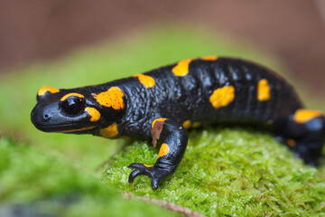 Closeup of a fire salamander on the rock covered in mosses in a field
