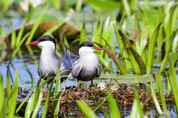 Closeup of Whiskered terns perched on the soil in a pond with a blurry background