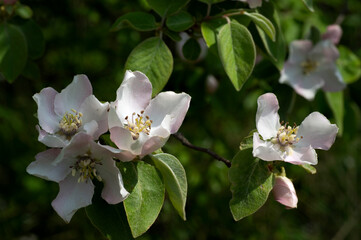 blooming of garden trees and flowers in the summer.