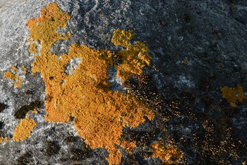 The texture of the old wall weathered wall with lichen as background.