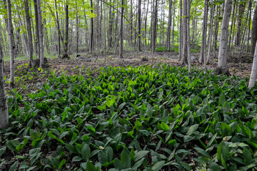 lilies of the valley in the spring forest