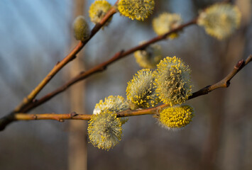 the spring sun awakened the willow tree blossom