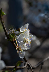 Beautiful flowering of garden trees. The first spring flowers.