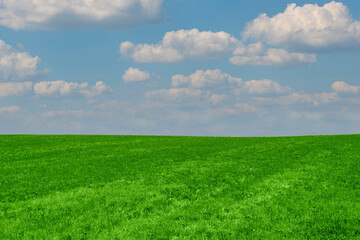 Obraz premium bright green grass on the field under the clouds