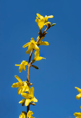 Bright yellow Forsythia flowers (Forsythia x intermedia, Europaea) blooming in the spring. Selective focus. Nature concept.
