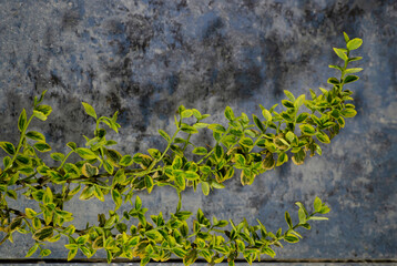 branch of a tree