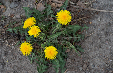 Bright yellow blooming dandelion flower glowing in the spring sunshine, closeup