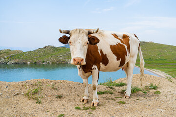 A fat cow with horns poses standing in the grass against the background of a blue lake Baikal