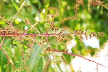 Buds Are Turning To The small Mangoes