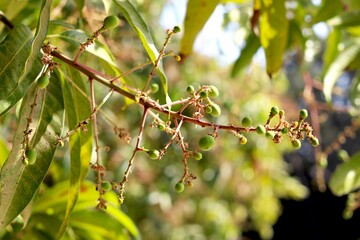 Buds Are Turning To The small Mangoes