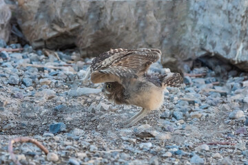 The Big Stretch Learning to Fly - Burrowing Owl (Athene cunicularia)