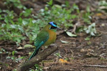 Blue-crowned motmot on a branch