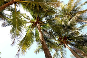 Fototapeta na wymiar Top View of coconut tree from ground
