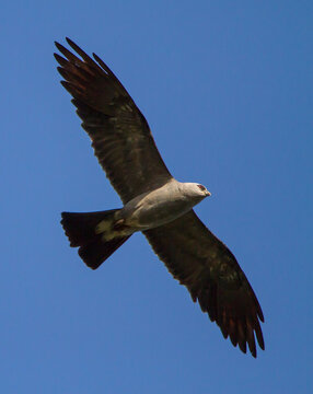 Mississippi Kite Raptor Soaring in Deep Blue Sky
