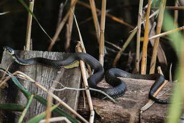 Snake