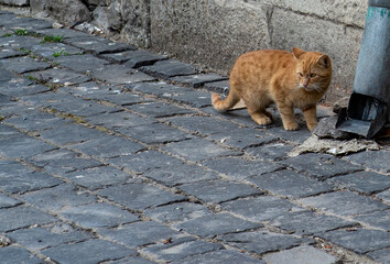 Playful ginger cat among urban space.