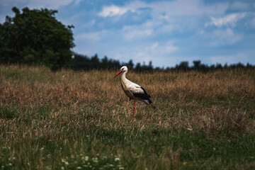 Stork
