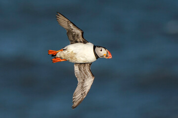 Puffin Flyby