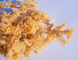 St. Lucian Golden Sea Moss,  Euchema Cottonii