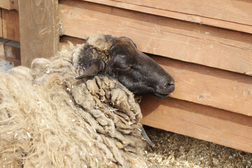 A sheep slumber next to the wall