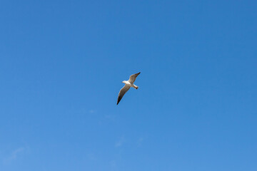 Fototapeta premium White seagull flies in clear blue sky