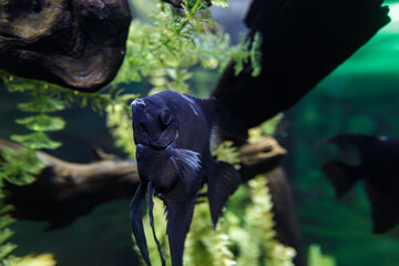 Pterophyllum scalare, black freshwater angelfish in the aquarium