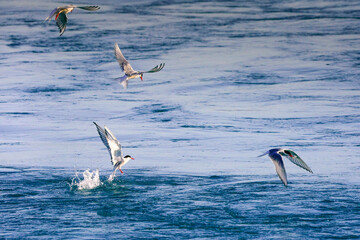 Fototapeta na wymiar Arctic Terns - Iceland