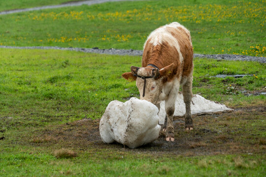 Simmentaler Kuh lutscht am Altschnee