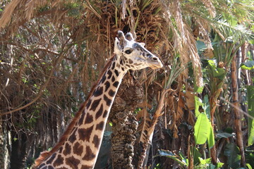 Close up of a giraffe's head with sad eyes
