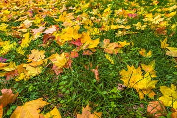 Autumn colorful maple leaves on green grass. Yellow, orange and red foliage at beautiful fall park