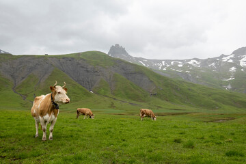 Fototapeta na wymiar Simmentaler Kühe auf der Alpweide