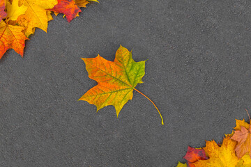 Autumn colorful maple leaf on asphalt. Yellow, orange and red leaves on dark gray textured background