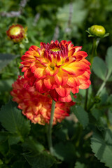 Blooming dahlia. Beautiful bud of a blooming flower in the garden.