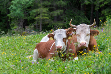 Simmentaler Kuh mit Kalb