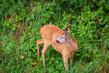Young male roe deer (Capreolus capreolus), known as the roe, western roe deer or European roe is looking for apples
